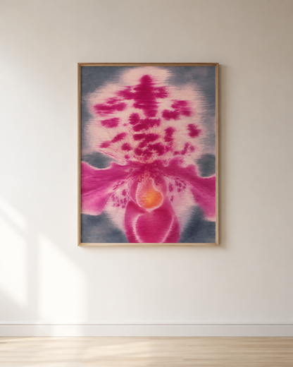 Orchid No. 03 — Fuchsia framed on a softly lit wall
